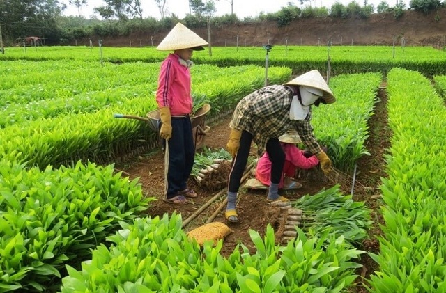 Thành viên HTX vươn lên làm giàu từ phát triển kinh tế rừng