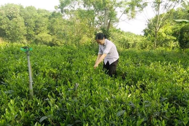 Giảm nghèo nhờ sản xuất chè theo tiêu chuẩn VietGap