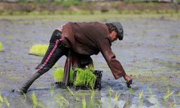 Thái Lan và Việt Nam hợp tác để nâng giá gạo trên thị trường toàn cầu?