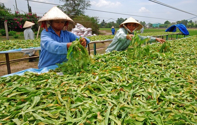 Thoát nghèo nhờ cây dược liệu