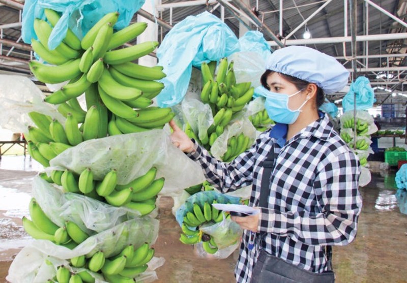 Áp lực lớn với HTX xuất khẩu nông sản