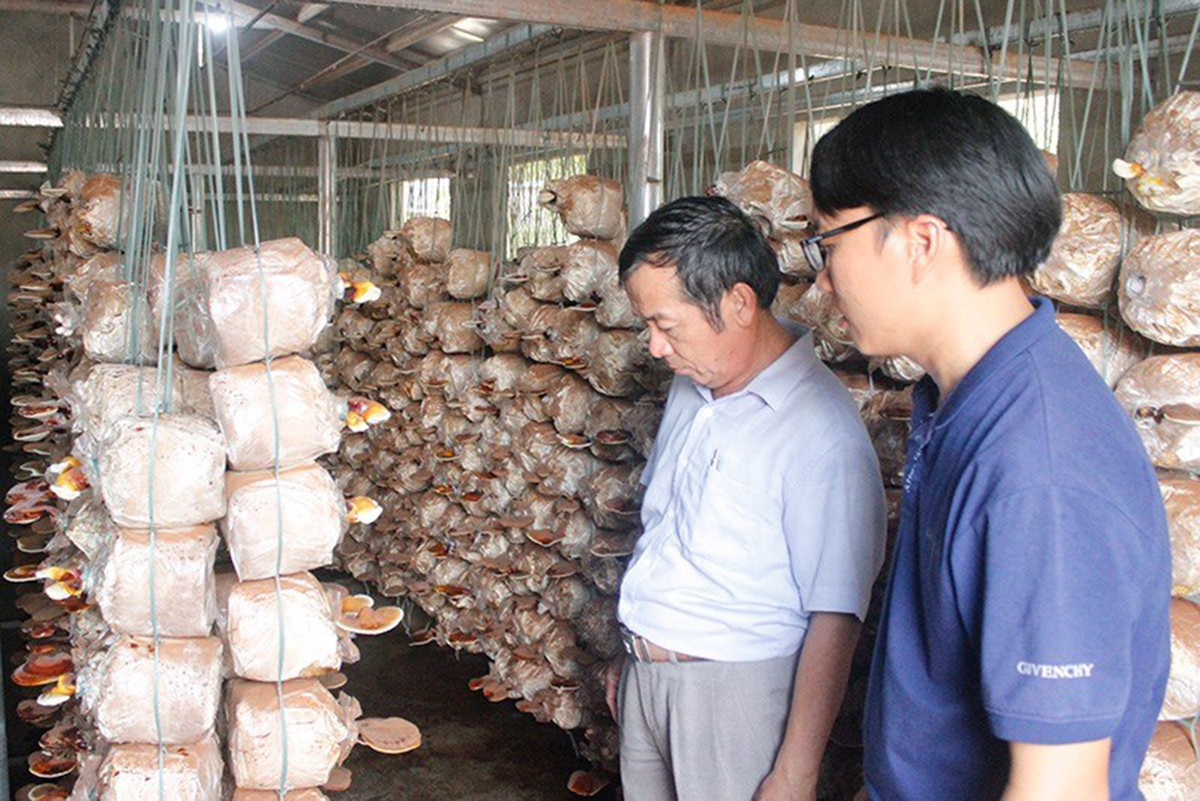 Hỗ trợ chính sách thông thoáng để HTX trở thành điểm tựa giảm nghèo
