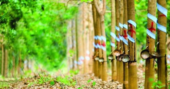 VinaCaptital chính thức không còn là cổ đông lớn của Cao su Phước Hòa