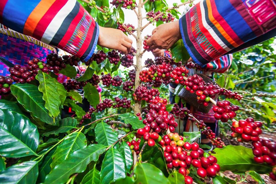 Giá cà phê ổn định ở mức 47.800 - 48.400 đồng/kg, chờ cơ hội tăng giá do tồn kho giảm mạnh
