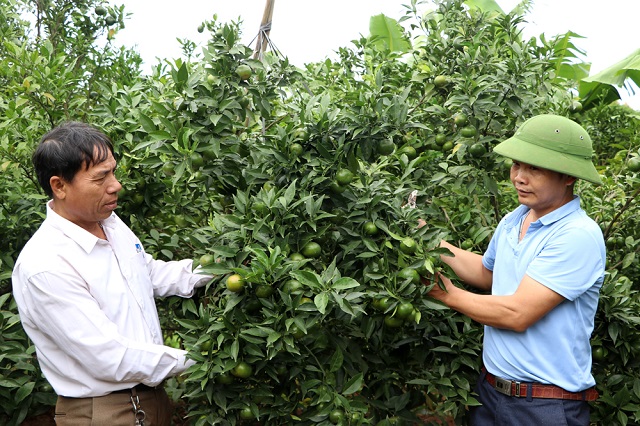 Hiệu quả giảm nghèo từ phát triển cây ăn quả có múi