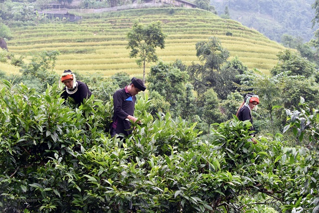 HTX nâng cao giá trị chè Shan tuyết