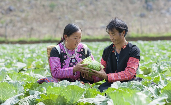 Nông dân Mộc Châu giảm nghèo nhờ tham gia HTX sản xuất sạch