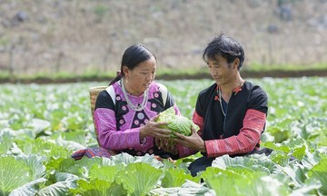 Nông dân Mộc Châu giảm nghèo nhờ tham gia HTX sản xuất sạch