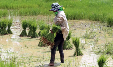 Việt Nam, Thái Lan sẽ họp bàn về việc tăng giá gạo xuất khẩu vào tháng 10