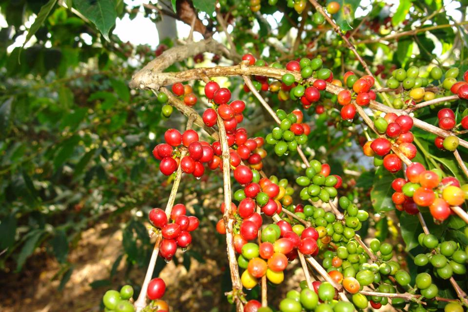 Giá cà phê đi ngang ở mức 46.900 - 47.500 đồng/kg