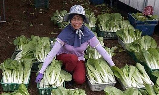 Người 'khoác tấm áo' công nghệ cho sản xuất rau ở Đan Phượng