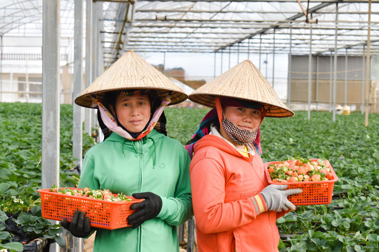 Cần thành lập doanh nghiệp trong hợp tác xã