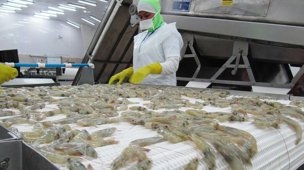 Tránh thất thế cho xuất khẩu tôm giữa nhiều mối lo