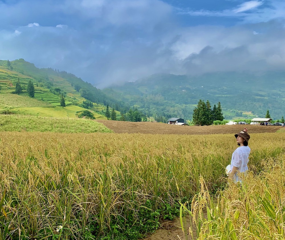 Du khách 'săn' lúa chín, đơn vị lữ hành chốt tour