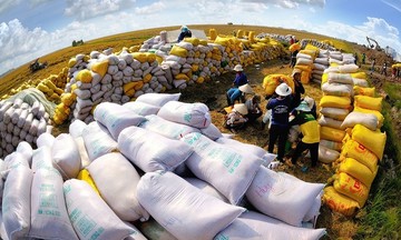 Thủ tướng chỉ đạo nóng về ứng phó việc Ấn Độ cấm xuất khẩu gạo