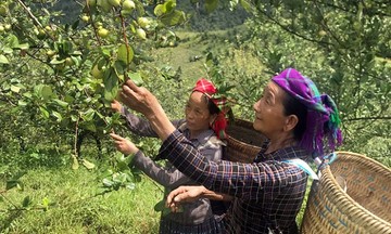 Hiệu quả giảm nghèo bền vững từ thuần hóa cây Sơn Tra