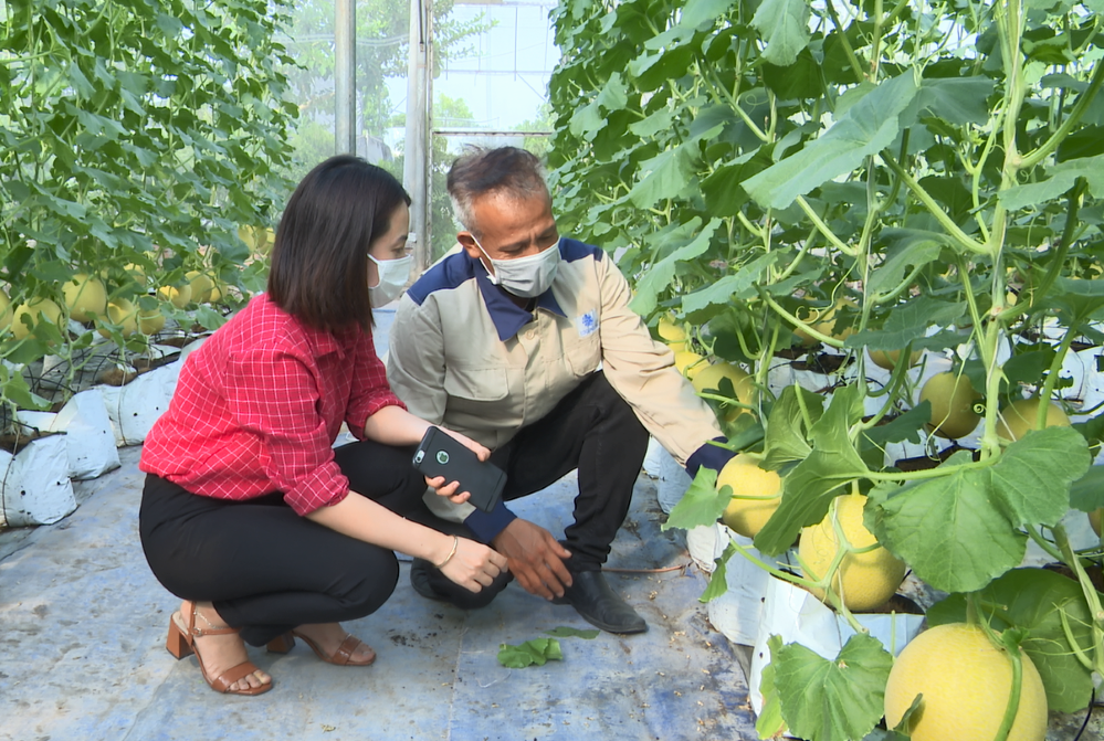 Nông nghiệp công nghệ cao tạo động lực xây dựng huyện nông thôn mới kiểu mẫu