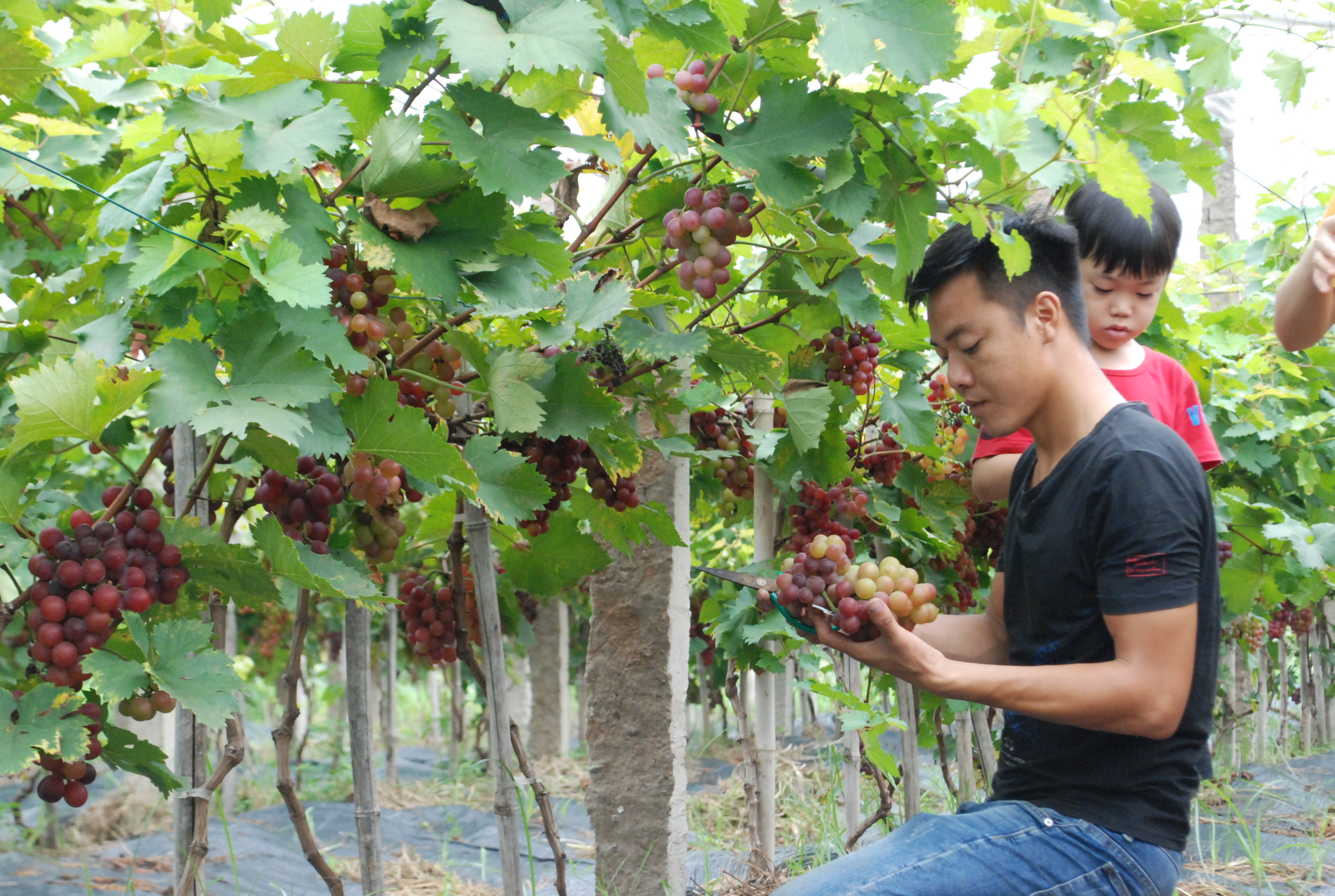 Thế mạnh nông nghiệp thúc đẩy du lịch trải nghiệm
