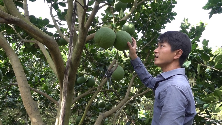 HTX góp phần nâng chất Nông thôn mới ở Thoại Sơn