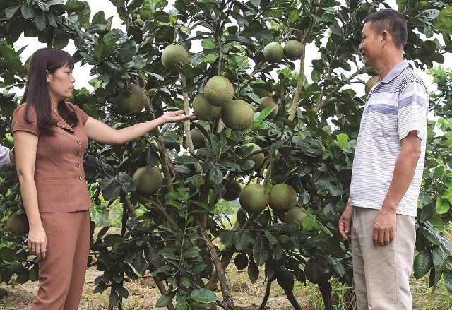 Làm giàu từ chuyển đổi cơ cấu cây trồng