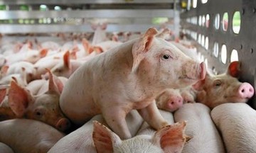 Lợn hơi dưới mức 63.000 đồng/kg, người dân ngại tái đàn