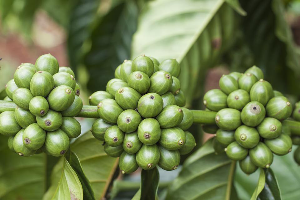 Cà phê ổn định ở mức 46.500 đồng/kg nhưng sẽ đi lên vào cuối năm