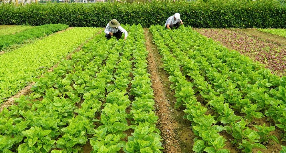 HTX sản xuất kiểu mới, phát huy hiệu quả cao trong xây dựng nông thôn mới