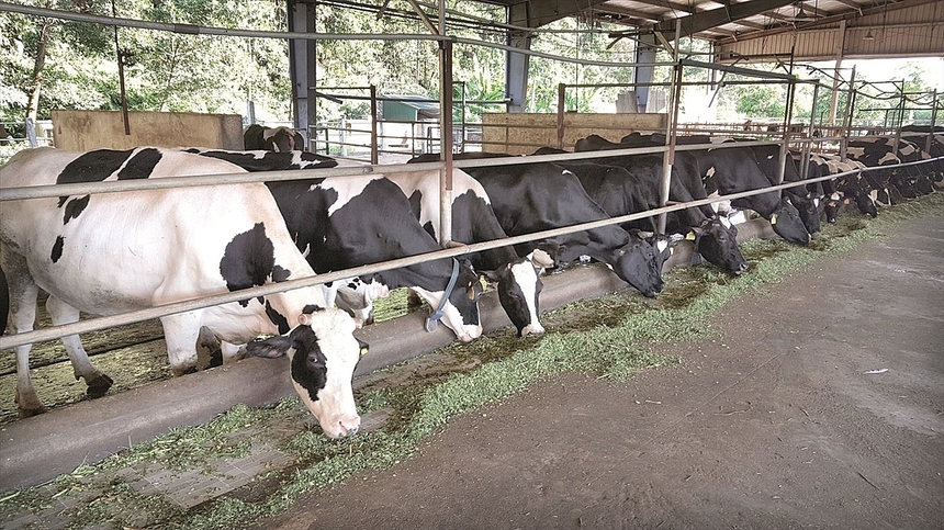 Mô hình chăn nuôi bò sữa công tư  Báo Người lao động