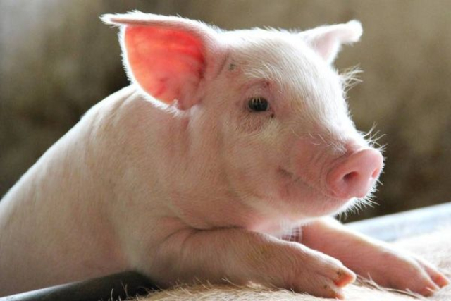 Biến động trái chiều, giá lợn hơi có nơi giảm đến 3.000 đồng/kg