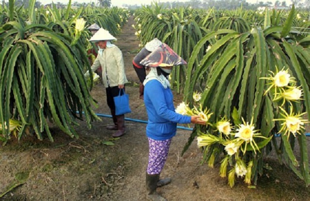 Phát triển HTX, hướng đến NTM bền vững