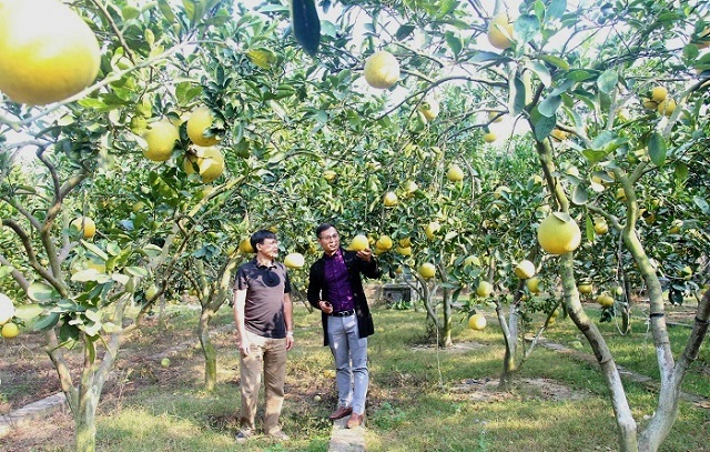 Kinh tế tập thể giúp nâng chất nông thôn mới ở Hiệp Hòa