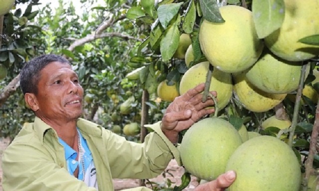 Phát triển nông sản theo chuỗi giá trị để giảm nghèo bền vững