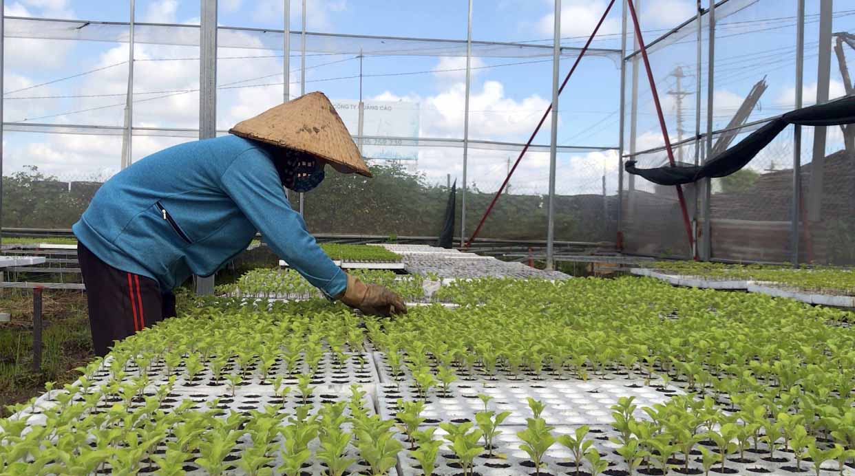 Chính sách ưu đãi lệ phí môn bài chưa đến được với nhiều HTX