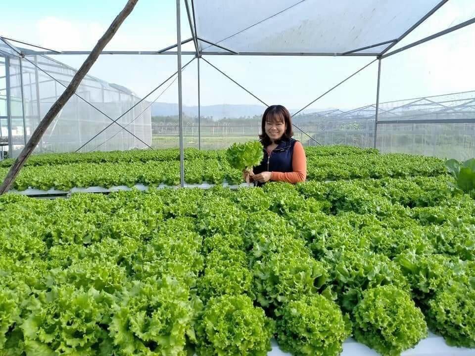 HTX sản xuất nông sản sạch vẫn chật vật tìm đầu ra
