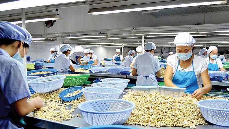 Xuất khẩu hạt điều trong các tháng cuối năm 2022 dự báo sẽ vẫn gặp khó khăn