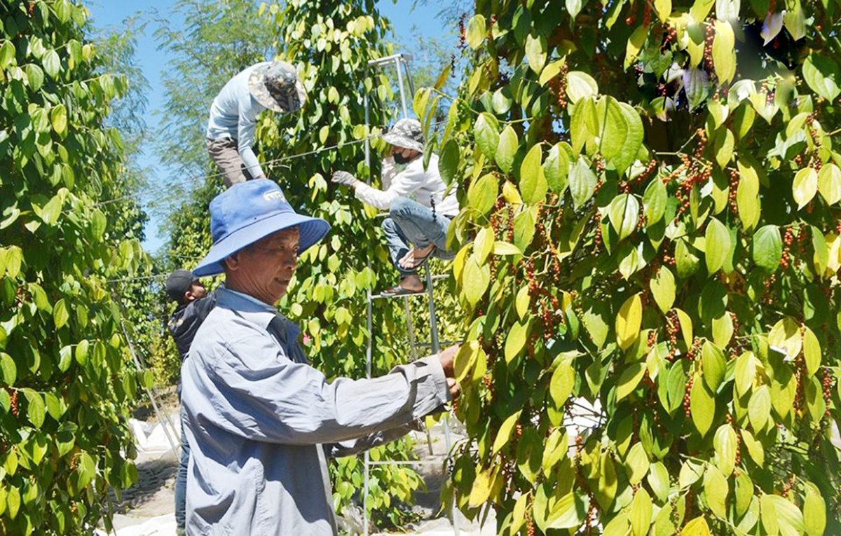 Liên kết sản xuất là 'chìa khóa' xây dựng nông thôn mới