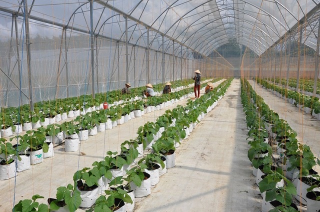 HTX ứng dụng khoa học và công nghệ gắn với xây dựng NTM