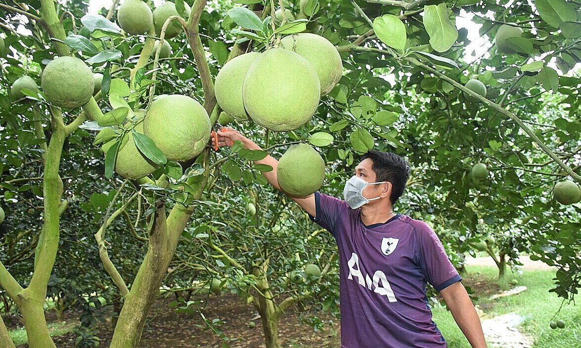 OCOP tạo 'sức bật' cho xây dựng nông thôn mới