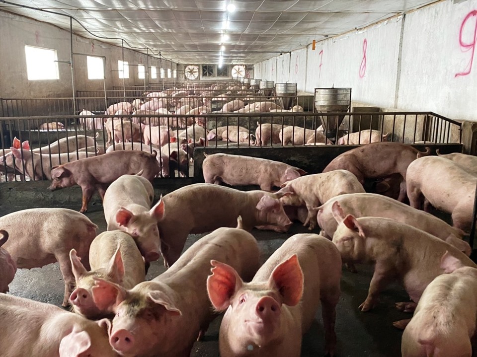 Quanh mốc 53.000 - 62.000 đồng/kg, người chăn nuôi chờ giá lợn đột phá cuối năm
