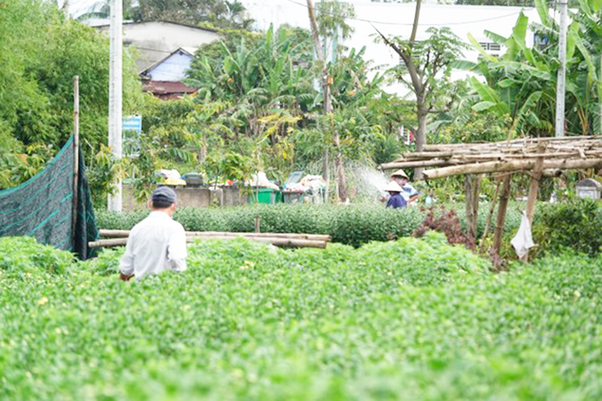 Nông thôn mới 'lên đời' với chuỗi sản phẩm thế mạnh