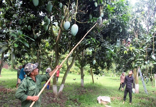 Biến nương ngô, nương sắn thành... vựa trái cây