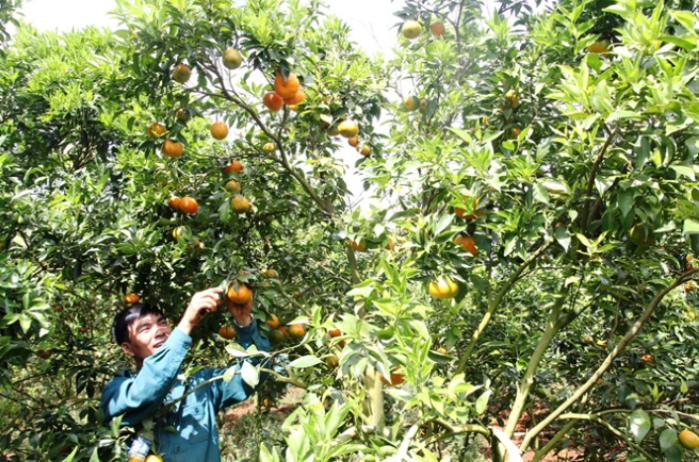 Nông thôn đổi thay từ thay đổi tư duy sản xuất