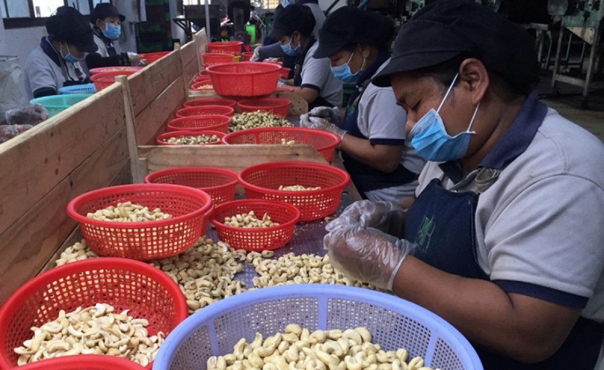 Campuchia giảm xuất khẩu hạt điều sang Việt Nam