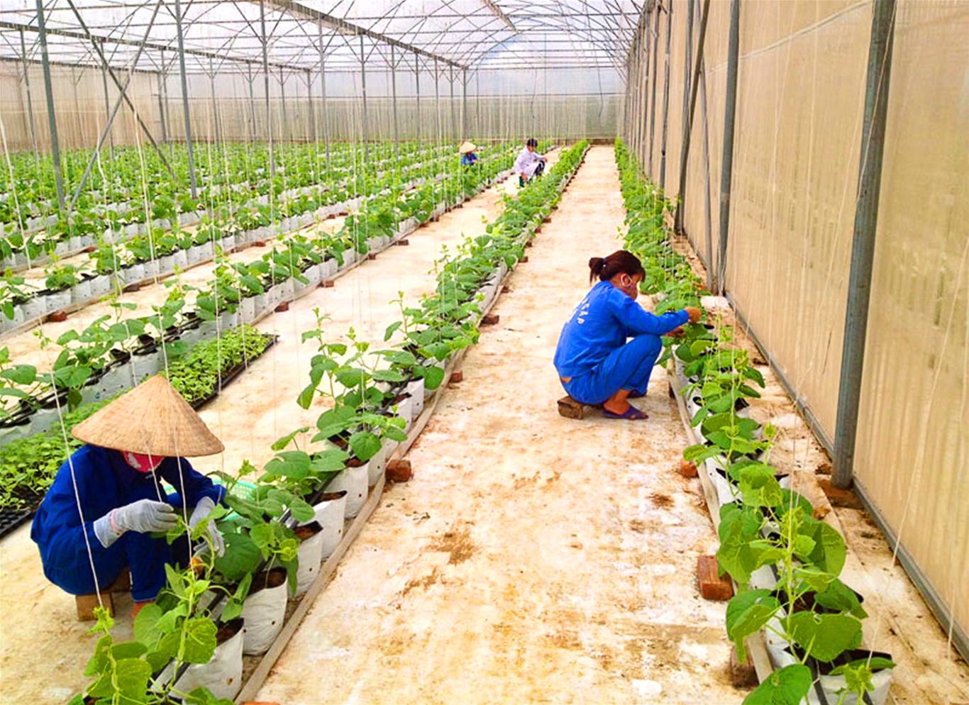 Nâng chất nông thôn mới ở vùng núi Hoà Bình