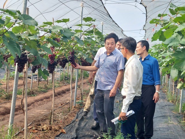 Nâng cao nội lực HTX trong phong trào xây dựng nông thôn mới