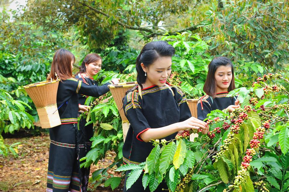 Giá cà phê bật tăng 600 đồng/kg