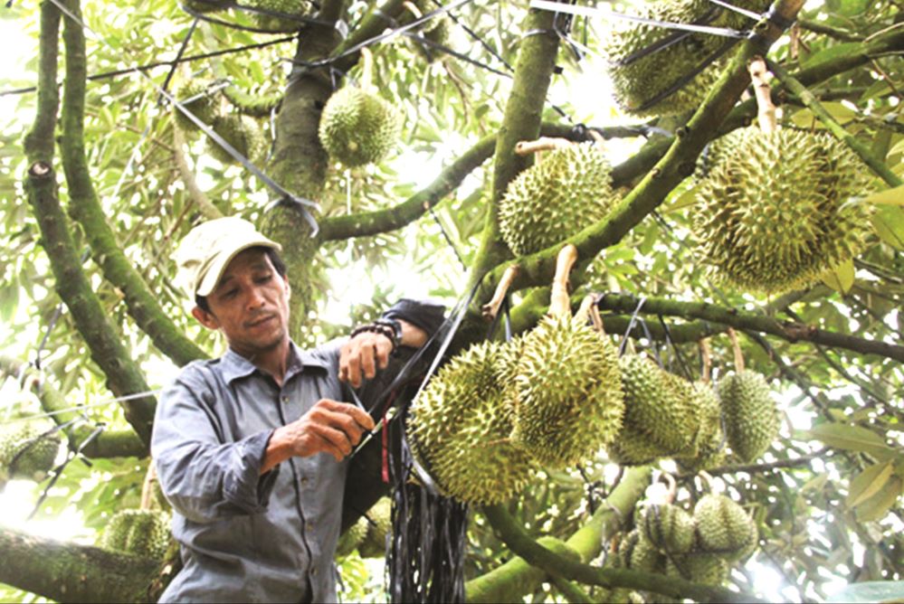 Sầu riêng góp ‘trái ngọt’ vào thành công chung xây dựng nông thôn mới