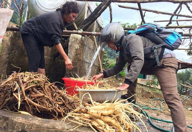 Chuyện giảm nghèo trên vùng đất 'quốc bảo' sâm Ngọc Linh
