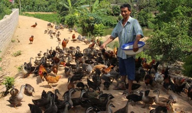 Chăn nuôi kết hợp trồng trọt Mô hình kinh tế tuần hoàn cho nông hộ  Tạp  chí Chăn nuôi Việt Nam