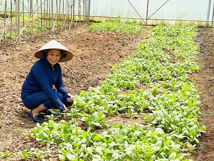Vai trò 'người tiên phong' của HTX trong xây dựng nông thôn mới kiểu mẫu